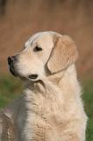GOLDEN RETRIEVER 1053